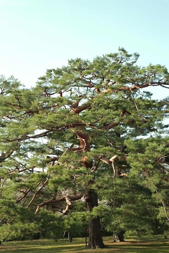 京都御苑　大樹のエネルギー