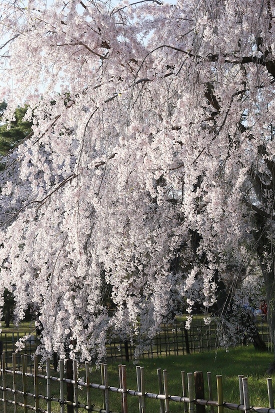 京都御苑の枝垂れ桜１