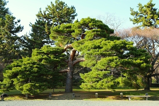 京都御苑　赤松
