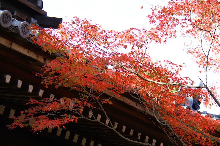 京都　真如堂の紅葉４