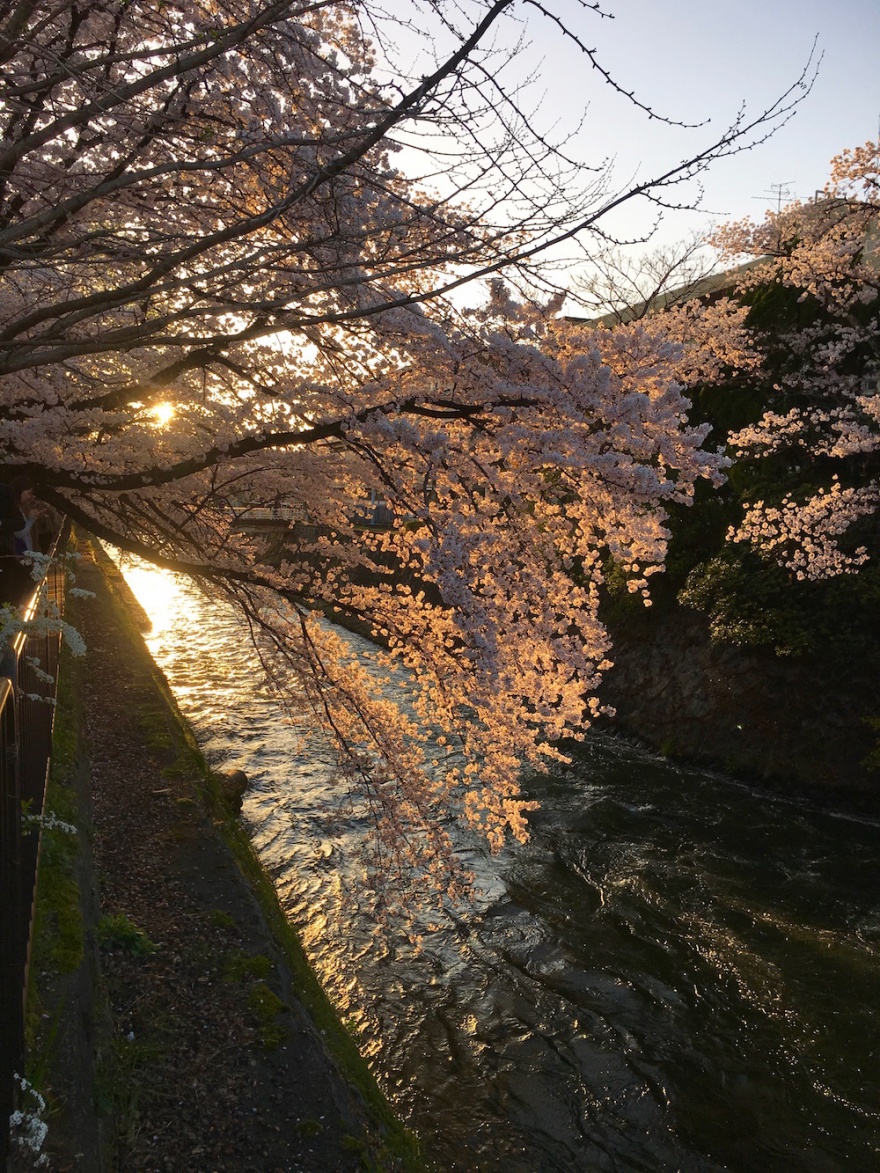 京都　琵琶湖疏水の桜６