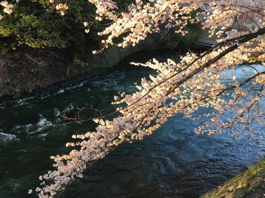 京都　琵琶湖疏水の桜５