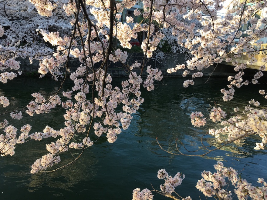 京都　琵琶湖疏水の桜３