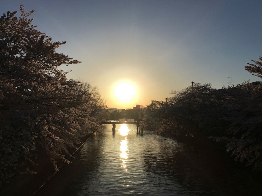 京都　琵琶湖疏水の桜と夕日