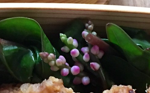 蔓紫の花　マクロビオティック京料理教室　むそう塾